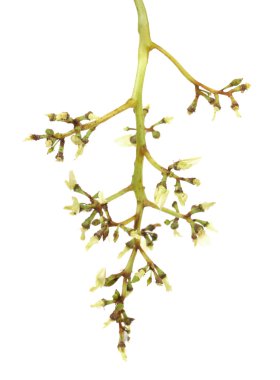 berry olmadan üzüm demet.