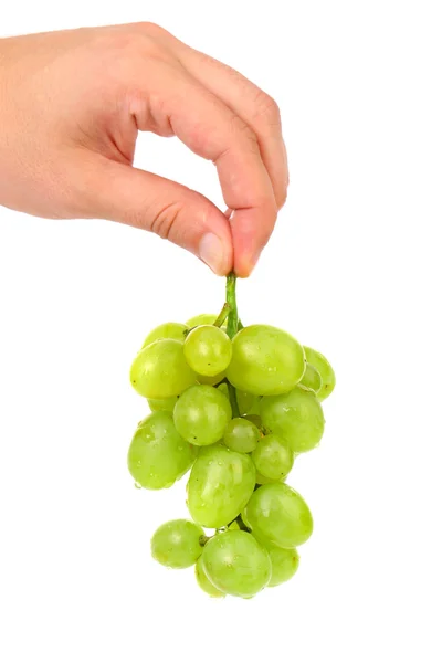 Hand holds bunch of ripe and juicy green grapes — Stock Photo, Image