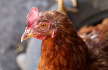 Kırmızı tavuk kafa yakın çekim