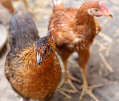 kahverengi tavuk ücretsiz - menzil. henyard.