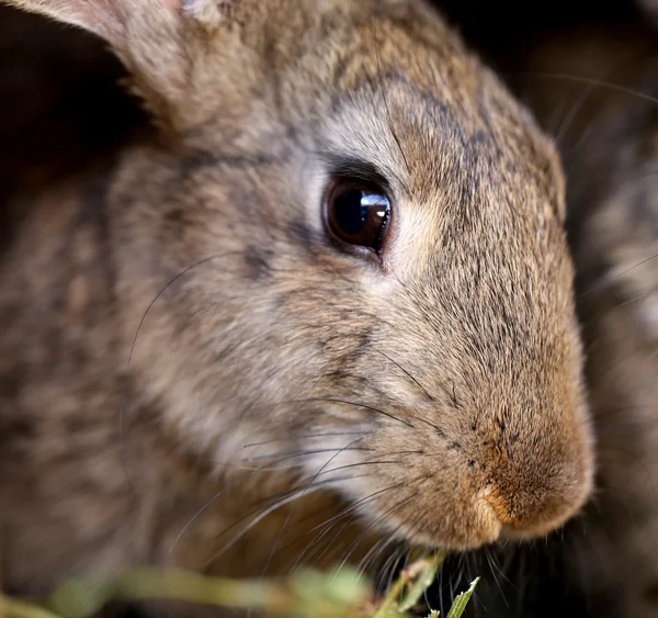 Head of brown rabbit. Close up. — Stock Photo, Image