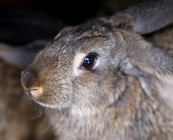 Cabeza de conejo marrón. De cerca. . —  Fotos de Stock