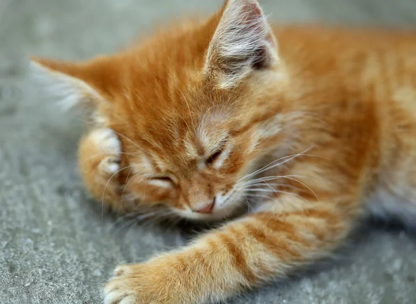 Ginger cat is having a rest. — Zdjęcie stockowe