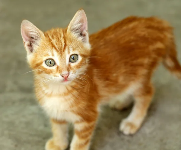 Cute little red kitten — Stock Photo, Image