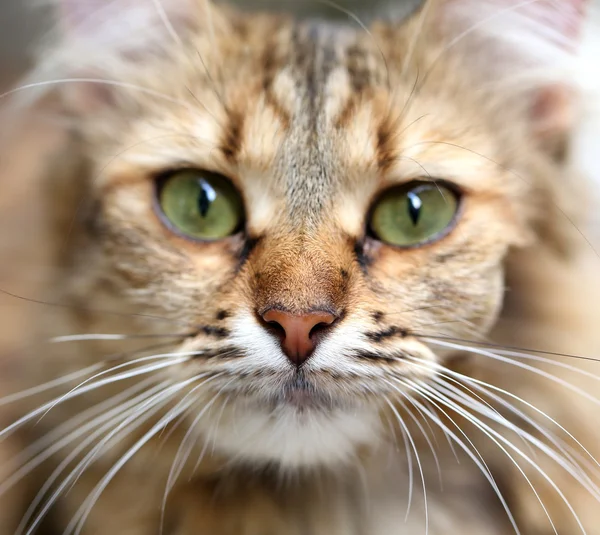 Close-up portrait of green-eyed cat. — Stock Photo, Image