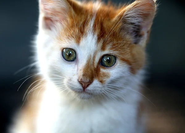 Mały kociak czerwony duży pysk. — Zdjęcie stockowe