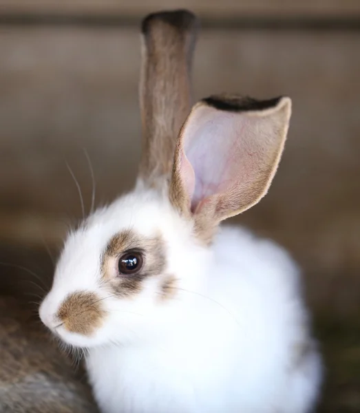 Lapin blanc avec taches blasphématoires . — Photo