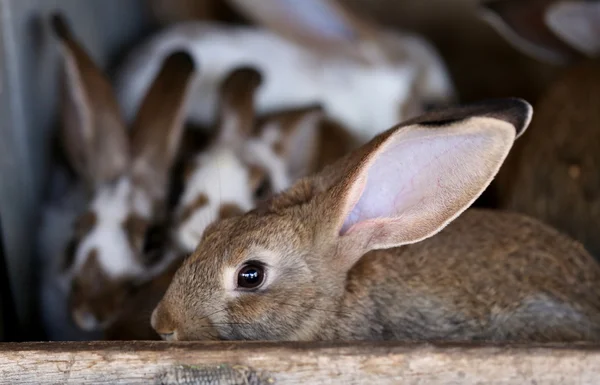 Genç tavşan hayvan çiftliği ve üreme. — Stok fotoğraf