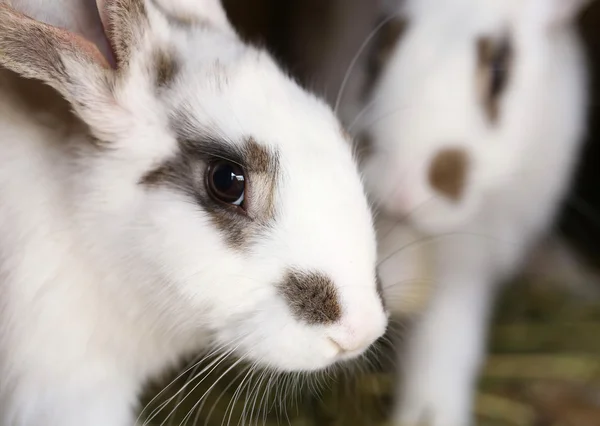 White rabbit with blask spots. — Stock Photo, Image