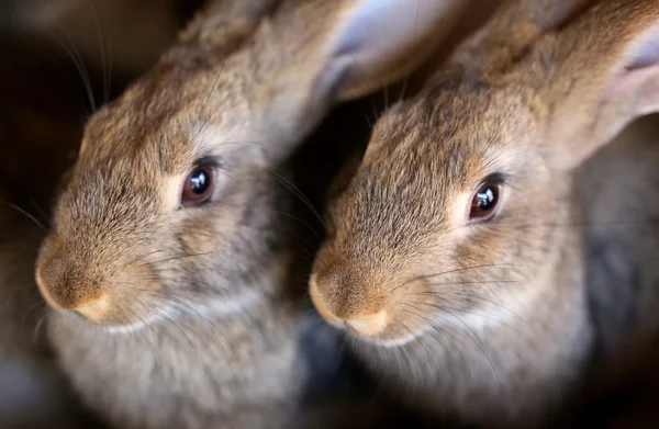 Young rabbit animal farm and breeding. — Stock Photo, Image