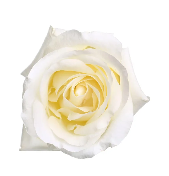 Einzelne weiße Rose — Stockfoto