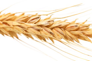 kadar buğday üzerinde beyaz izole kapatmak.