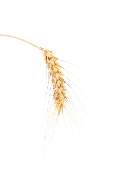 Спелая пшеница изолирована на белом . — стоковое фото