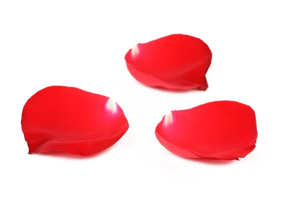 Red rose petals isolated on white — Stock Photo, Image