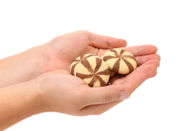 Hand holds biscuits of a chocolate cloves. — Stock Photo, Image