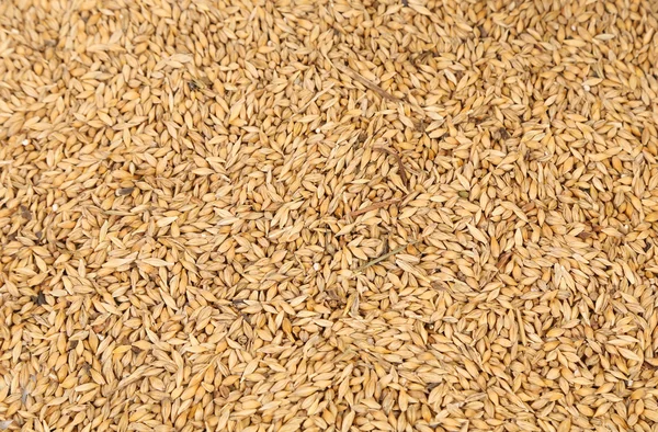 Background of wheat grain. — Stock Photo, Image