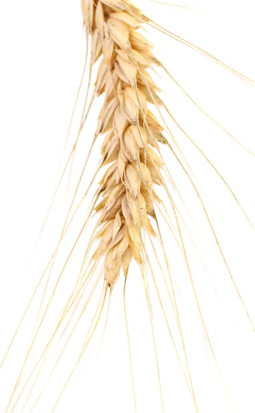 Ухо пшеницы . — стоковое фото