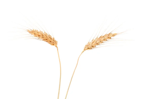 Ears of wheat. — Stock Photo, Image