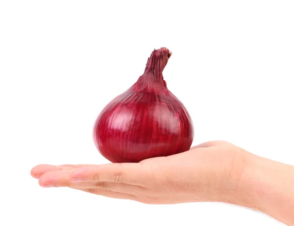 Hand hält rote Zwiebel. — Stockfoto