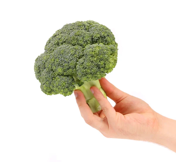 Ruka drží čerstvé brokolice. — Stock fotografie
