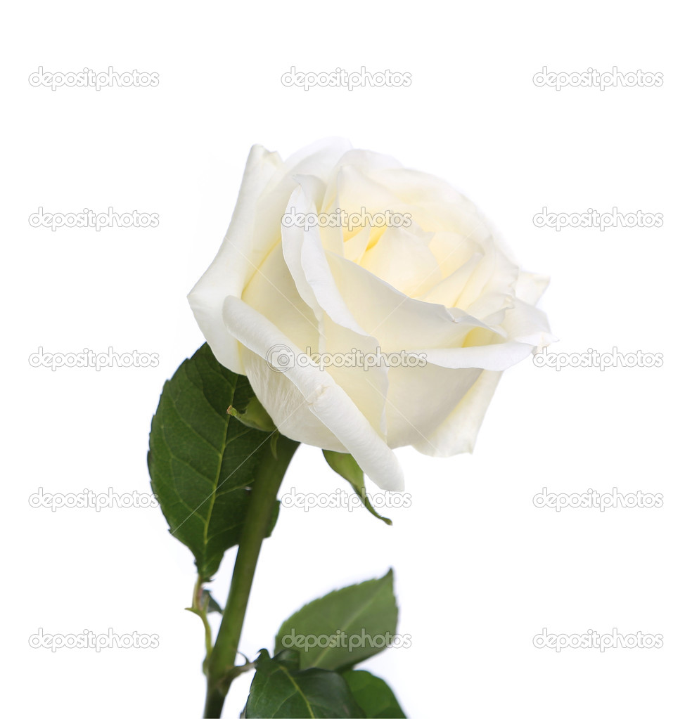 Single White Rose With Leaves And Stem Stock Photo Image By C Indigolotos Single White Rose With Leaves And Stem Stock Photo Image By C Indigolotos