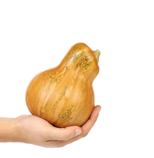 Hand holds fresh pumpkin. — Stock Photo, Image