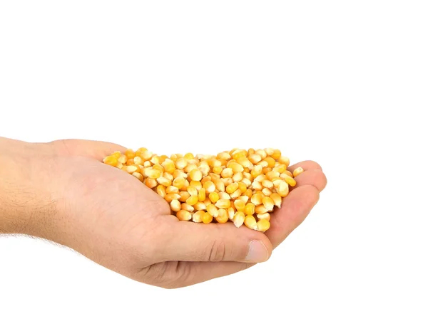 Hands holds heap of corn grain — Stock Photo, Image