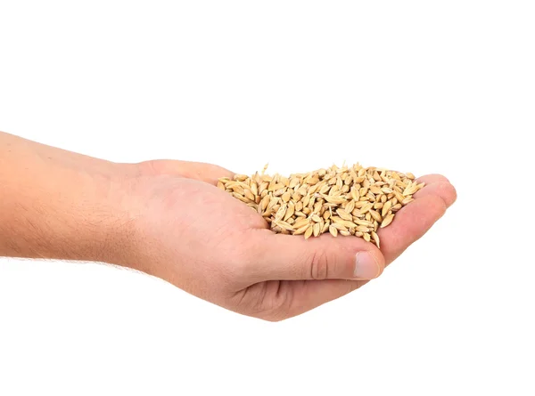Handful of wheat grain. — Stock Photo, Image