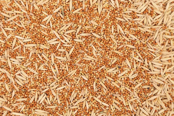 Background of assorted seed for exotic birds. — Stock Photo, Image