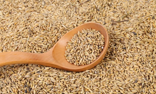 Grains of barley background — Stock Photo, Image