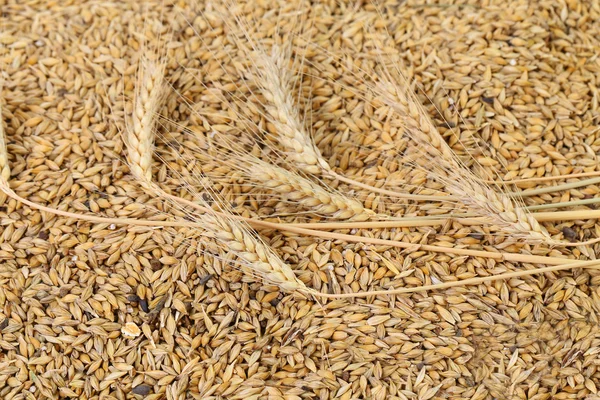Blend of different grains. Close up. — Stock Photo, Image