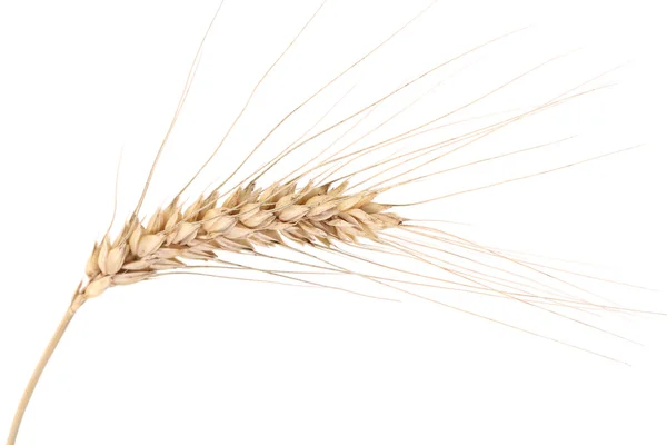 Ухо пшеницы . — стоковое фото