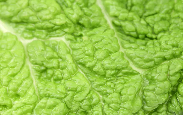 Фон из зеленого листа китайской капусты . — стоковое фото