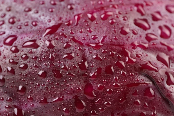 Gotas en la hoja de col violeta . —  Fotos de Stock