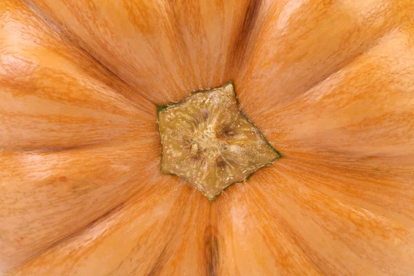 Background of fresh pumpkin. Bottom view. — Stock Photo, Image