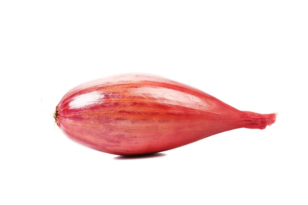 Red-goldish onion bulb. — Stock Photo, Image