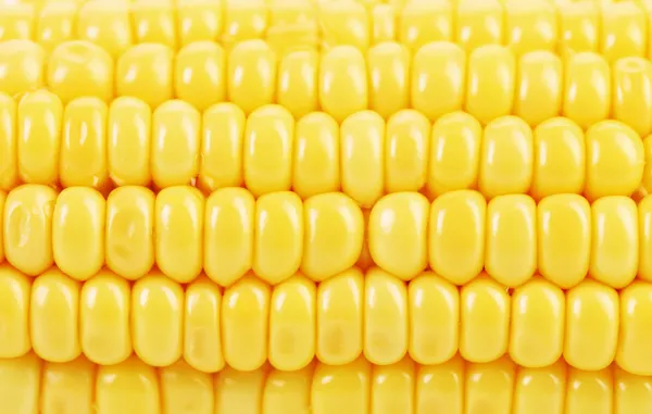 Background of indian corn. Close up. — Stock Photo, Image