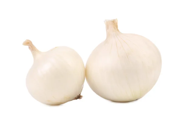 Two white onions. — Stock Photo, Image