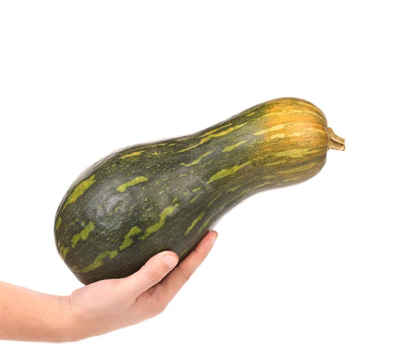 Mano tiene zucca verde — Foto Stock