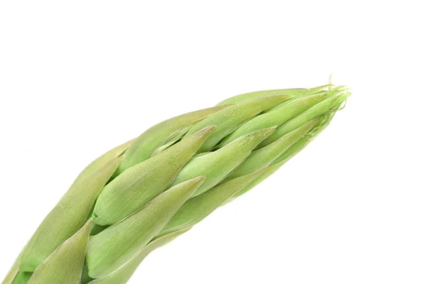 Close up of fresh asparagus spear. — Stock Photo, Image