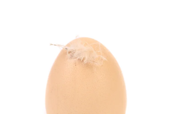 One brown egg with feather — Stock Photo, Image