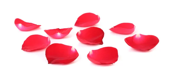 Krásné okvětní lístky červené růže. — Stock fotografie