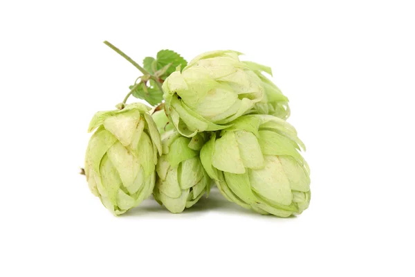 Hop gentle flowers. — Stock Photo, Image