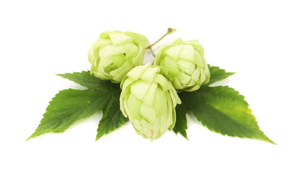 White hop flowers with leaves. — Stock Photo, Image