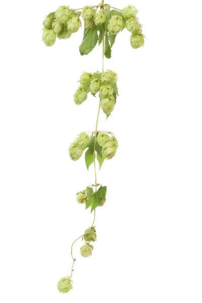 CLoseup of hop branch with flowers. — Stock Photo, Image