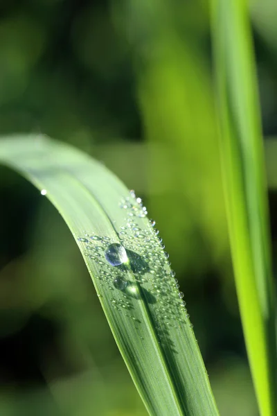 Üzerinde doğal yağmur damlaları olan yeşil bir yaprak.. — Stok fotoğraf