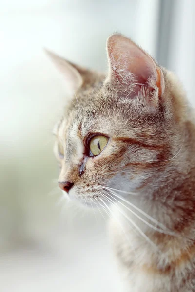 Cat looking in the window. — Stock Photo, Image