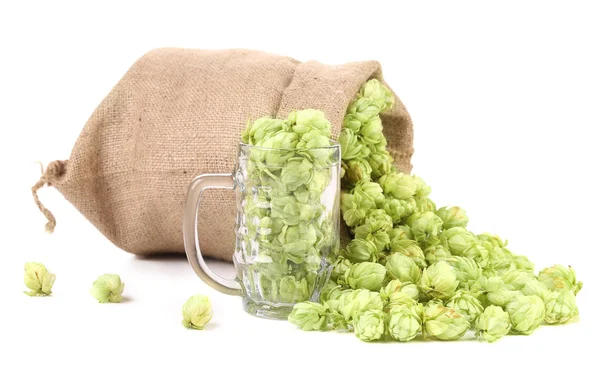 Sack and mug with hop. — Stock Photo, Image