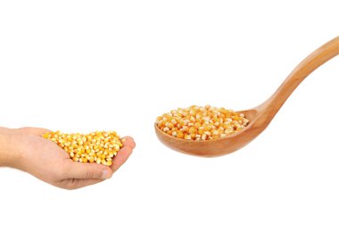 tahta kaşık ve el içine Mısır buğday.