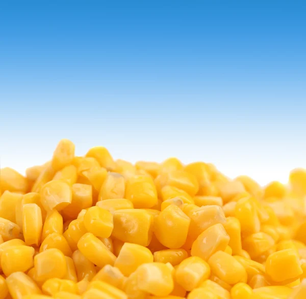 Healthy grain corn close-up. — Stock Photo, Image